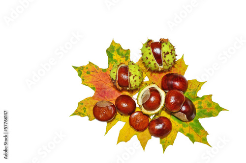 Conkers - horse-chestnuts