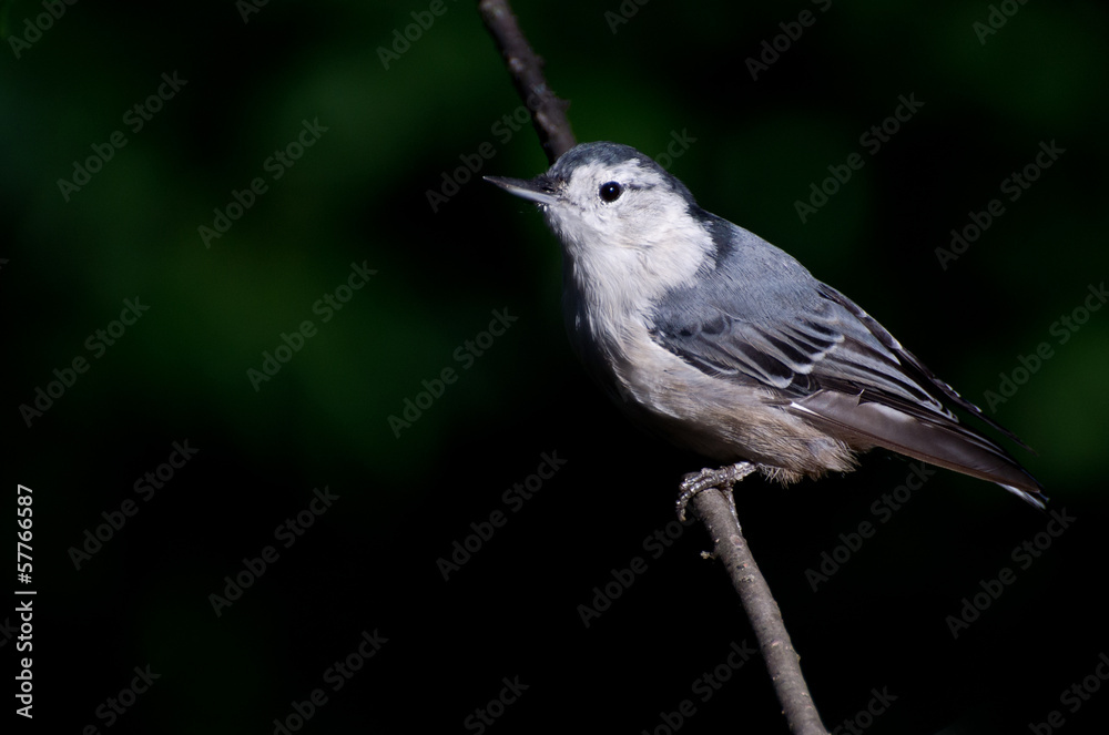 White-Breasted Nuthatch Against A Green Background