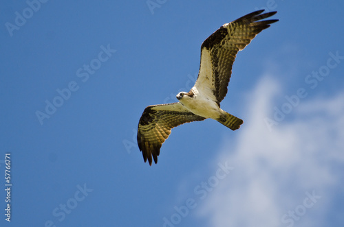 Osprey Flying in a Blue Sky