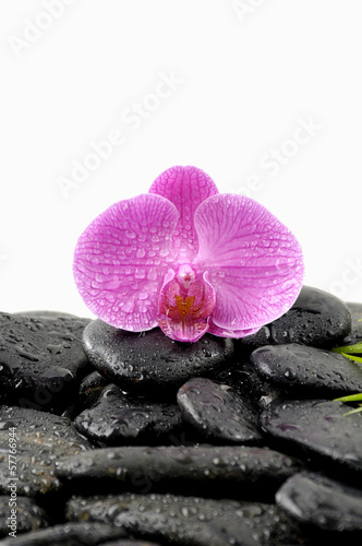 Macro of beautiful pink orchid on wet pebbles 