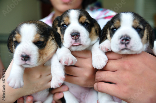 Portrait group of puppy Beagles © ZhouEka