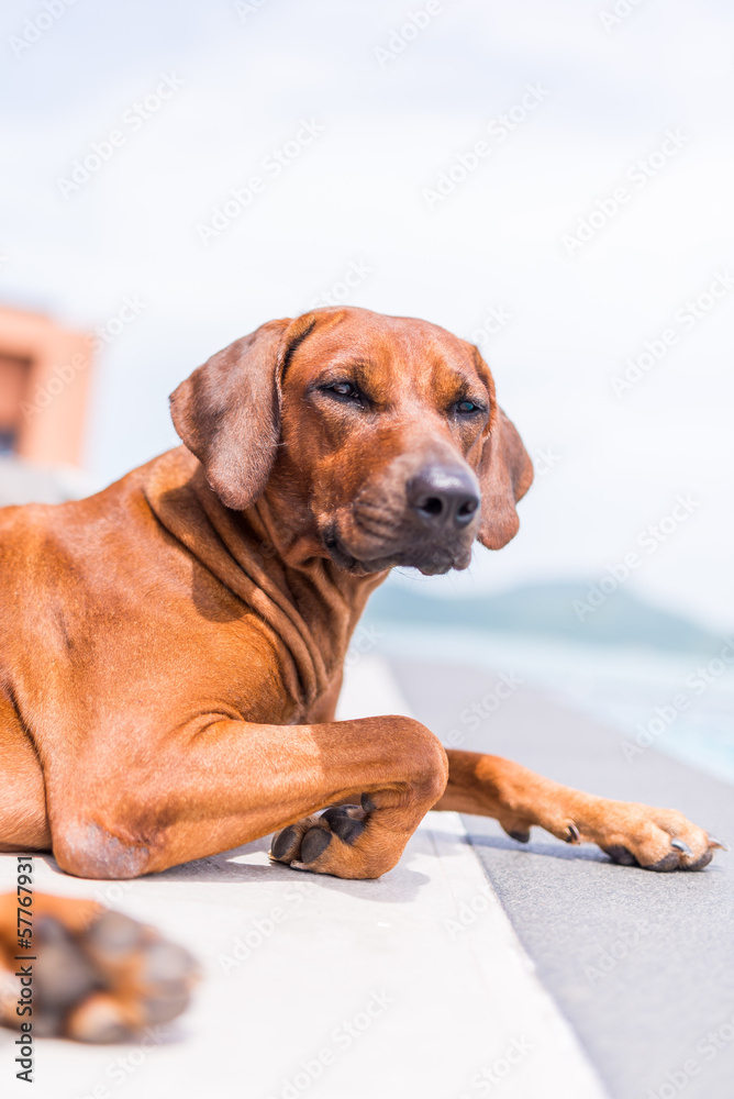 thai brown dog sitting beside the swimming pool thai brown dog sitting beside the swimming pool