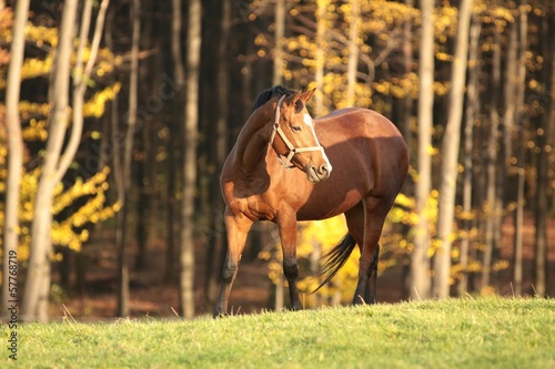 Fototapeta Naklejka Na Ścianę i Meble -  Horse in the meadow on a background of autumn trees
