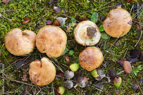 Paxillus involotus. Paxillo enrollado. Encinar.