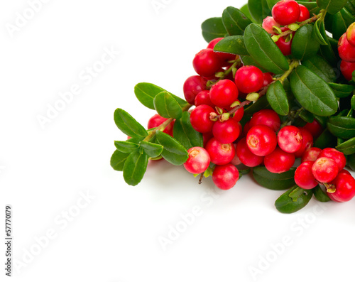 cowberries isolated on white background