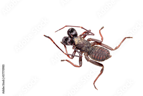 Whip scorpion isolated on white.