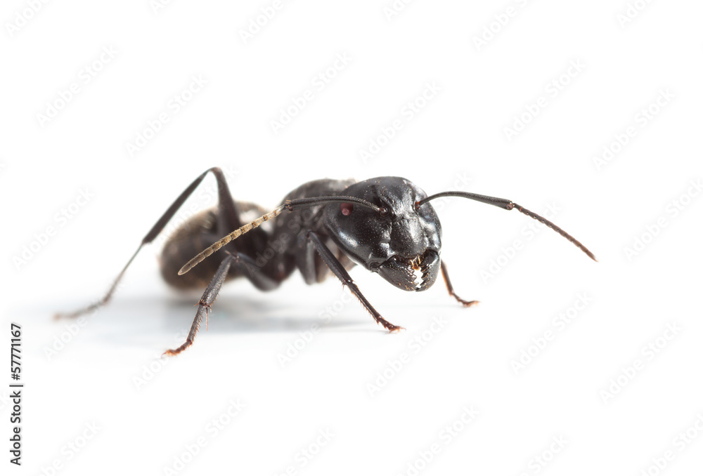 Big ant over white Big ant over white