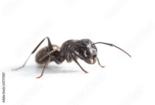 Big ant over white © abet