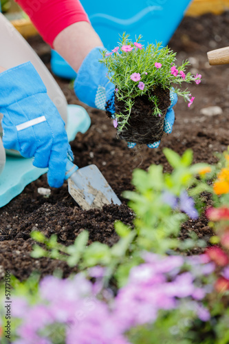 Gardening, planting - woman planting flowers in the garden