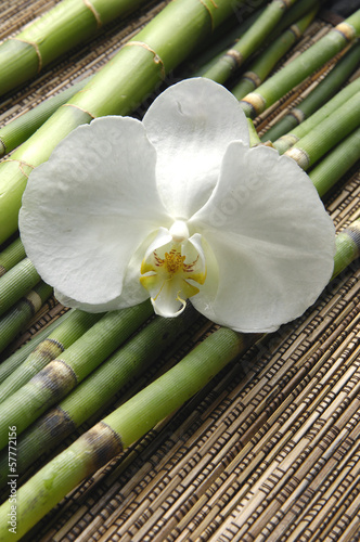 orchid and bamboo grove on stick straw mat