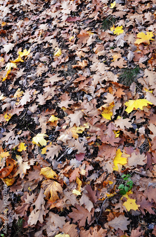autumn leaves autumn leaves