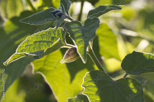 physalis photo