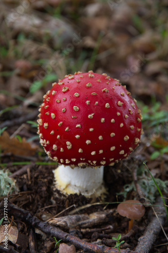 Mushroom Amanita muscaria