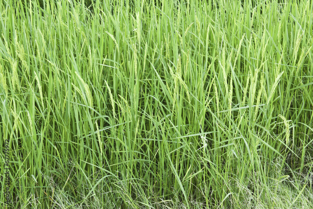 Rice fields Rice fields
