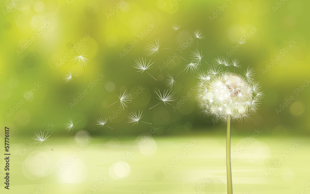 Obraz premium Vector of spring background with white dandelion.