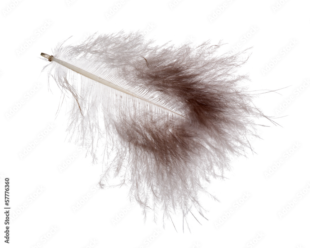 dark grey fluffy feather isolated on white