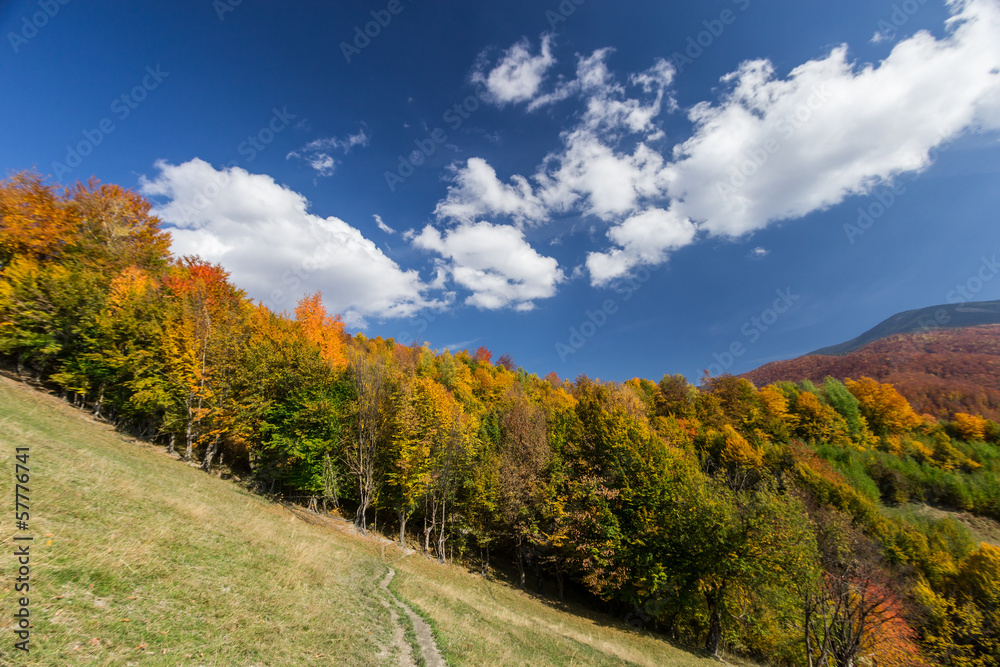 Autumn forest and path in the meadow with blue cloudy sky