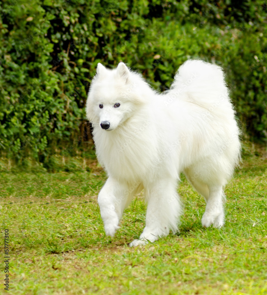 Samoyed Samoyed