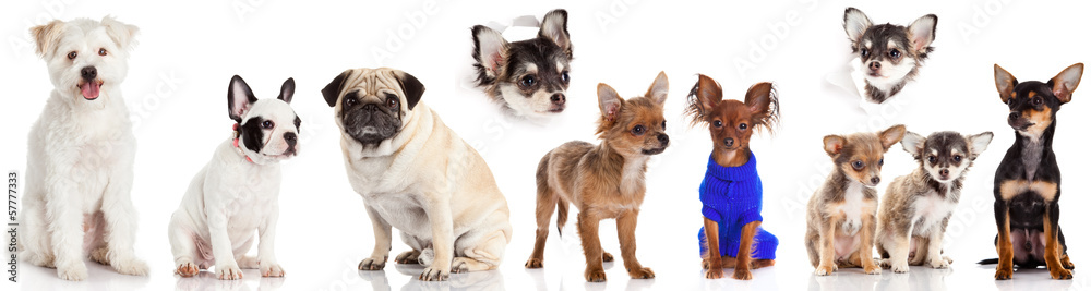 Group of puppies on a white background. Group of dogs  