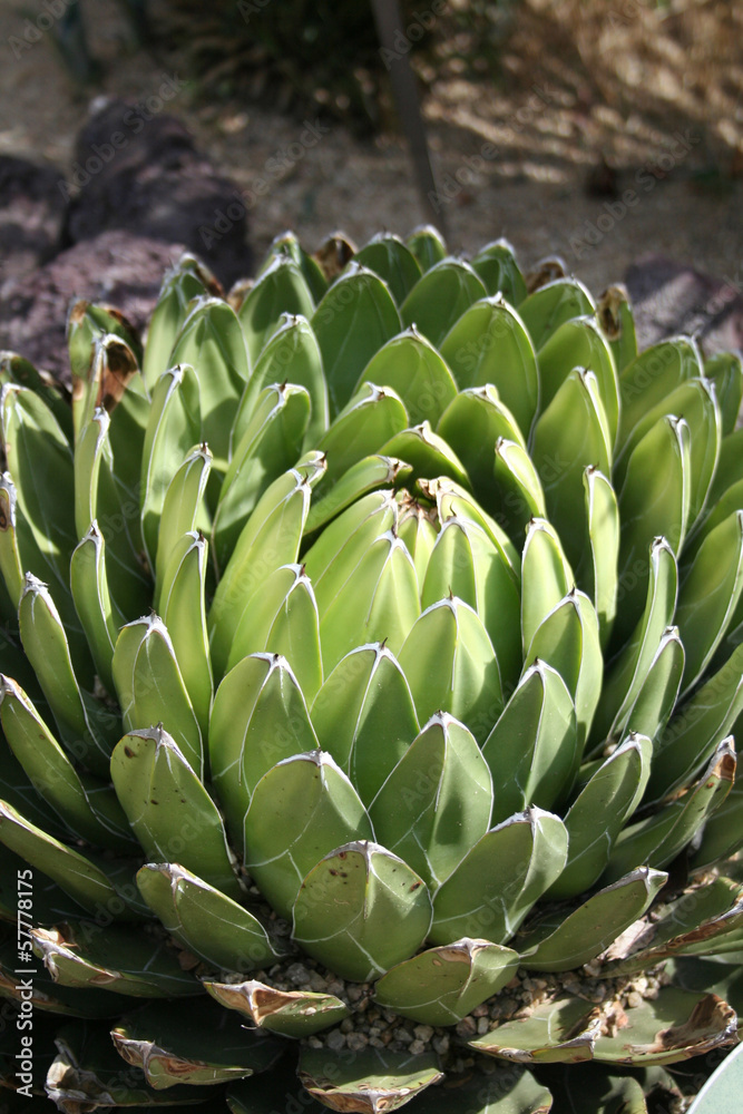Cactus Variedad Agave Victoriae Reginae Cactus Variedad Agave Victoriae Reginae