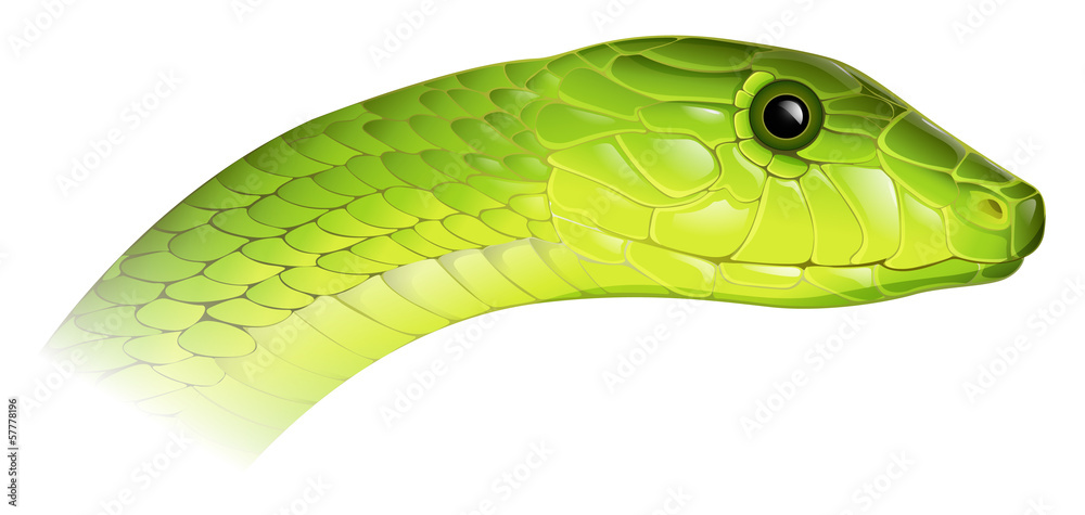Fototapeta premium Eastern Green Mamba