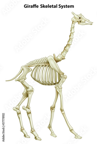 Skeletal system of a giraffe