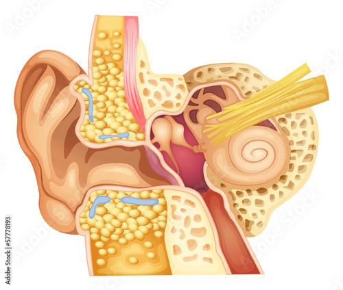 Inner ear