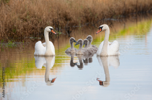 Mute swan family enjoying summer evening