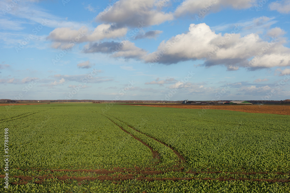 Rapeseed field in autumn.