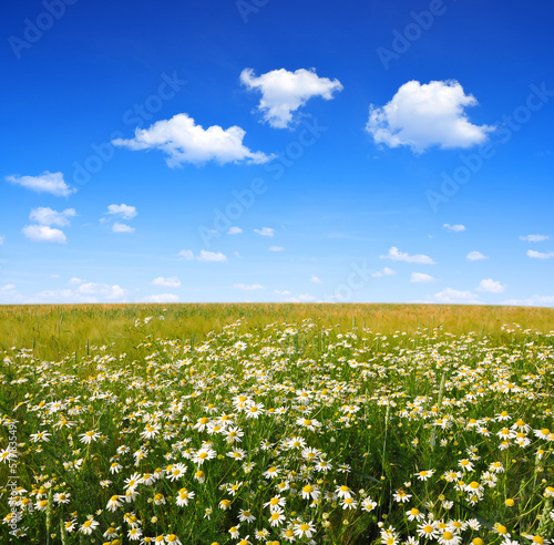 field of marguerites