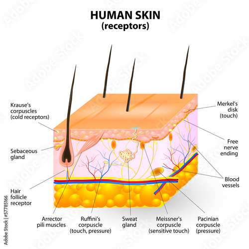 human skin layer vector cross section