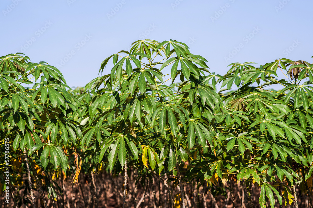 Cassava tree Cassava tree