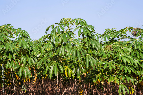 Cassava tree