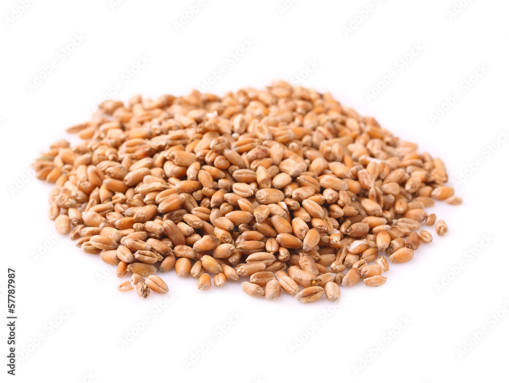 Wheat grain on white Wheat grain on white