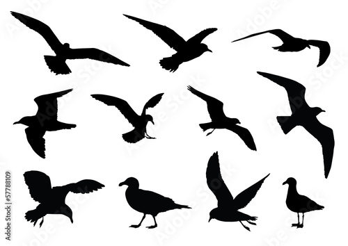 Bird Silhouettes