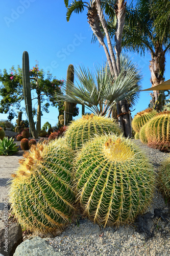 Rvino botanical garden on Ischia island photo