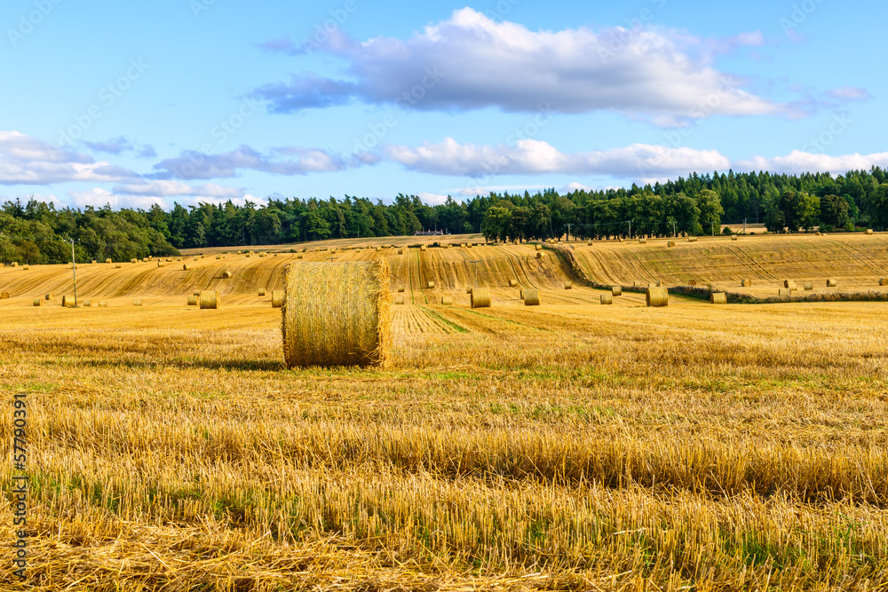 hay bale field in the Highlands, Scotland