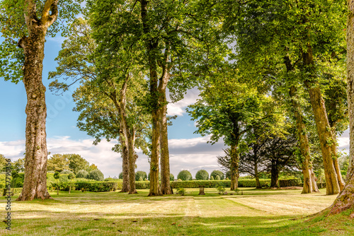 park trees in summer sun