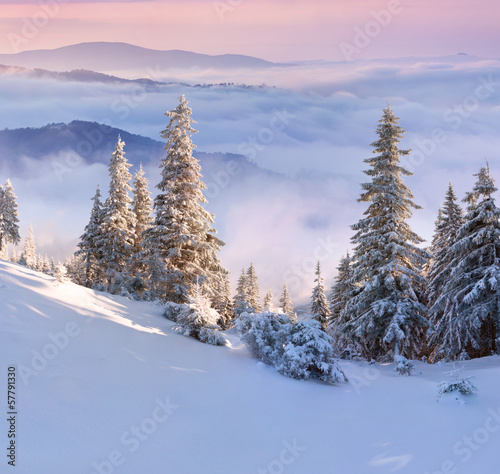 Beautiful winter landscape in the mountain forest.