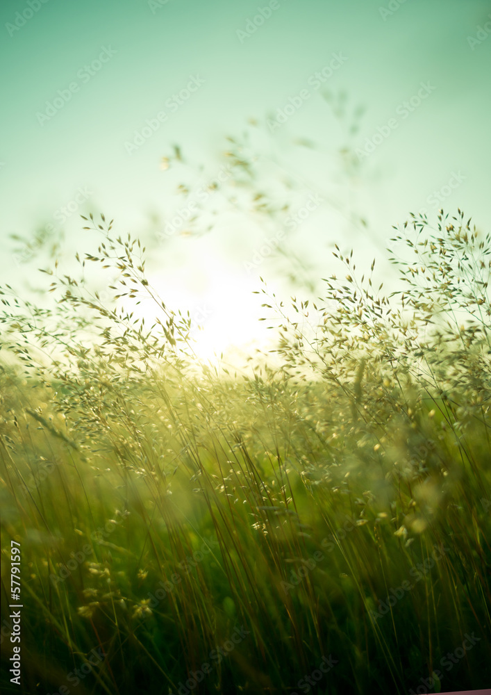Fototapeta Summer Dry Grass