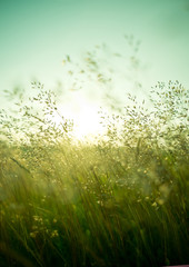Summer Dry Grass
