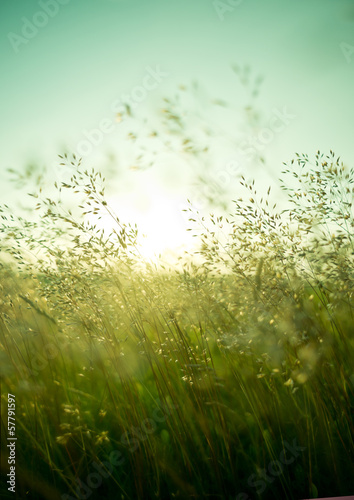 Fototapeta Naklejka Na Ścianę i Meble -  Summer Dry Grass