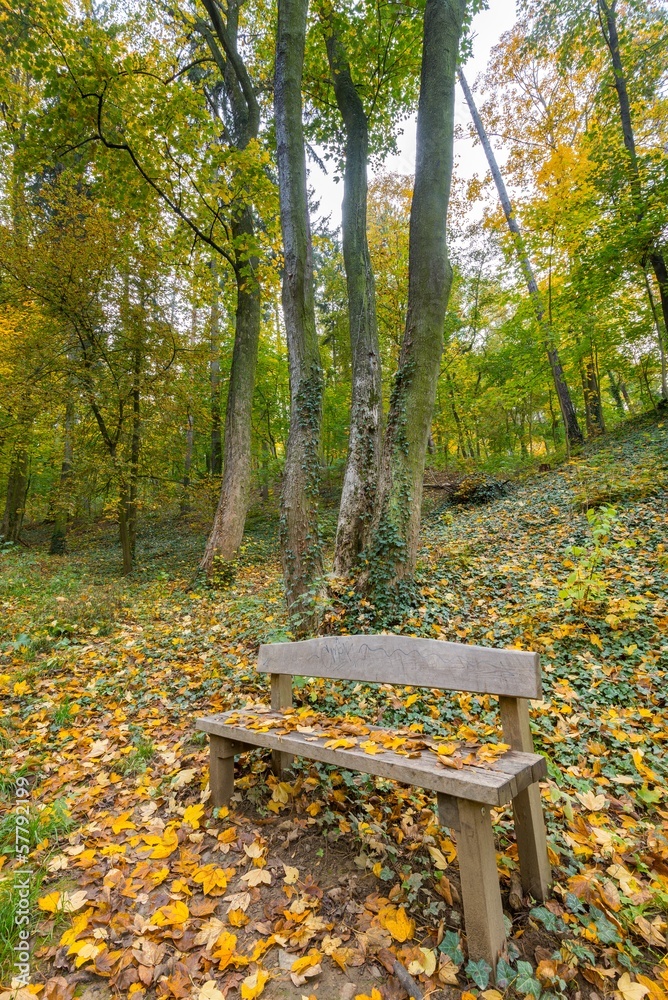 Obraz premium Vertical view of wooden bench in city park covered by leaves.