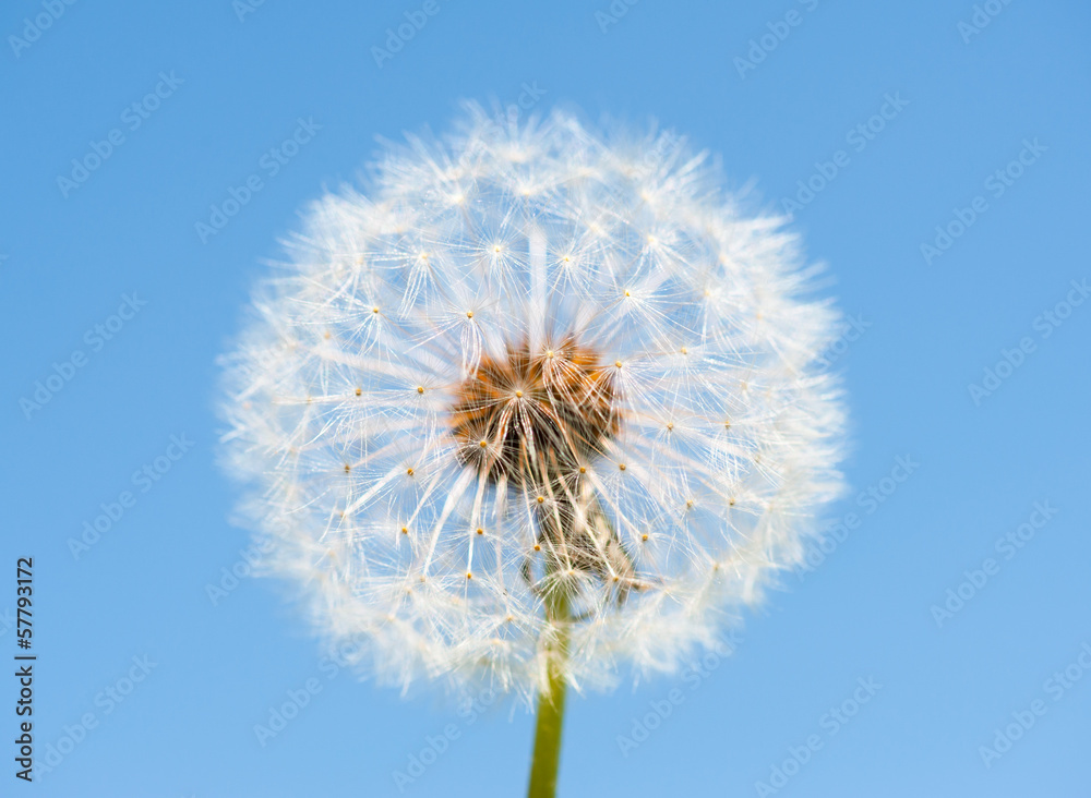 big dandelion on blue sky background