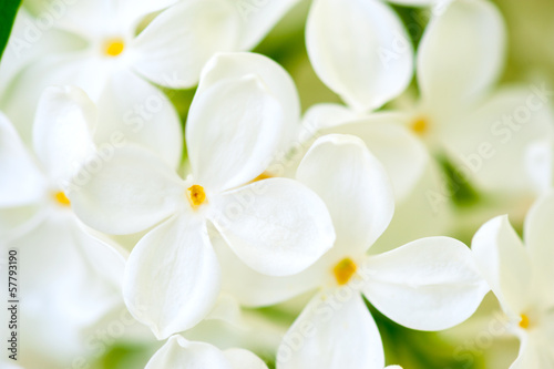 white lilac flowers closeup