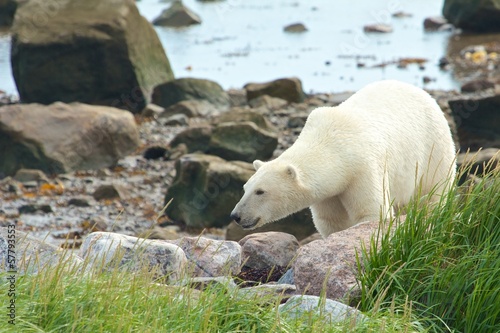 Polar Bear between rocks