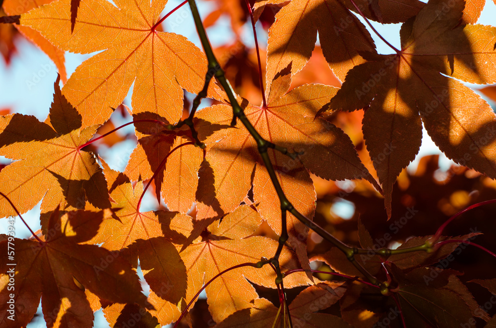 red yellow leaves red yellow leaves