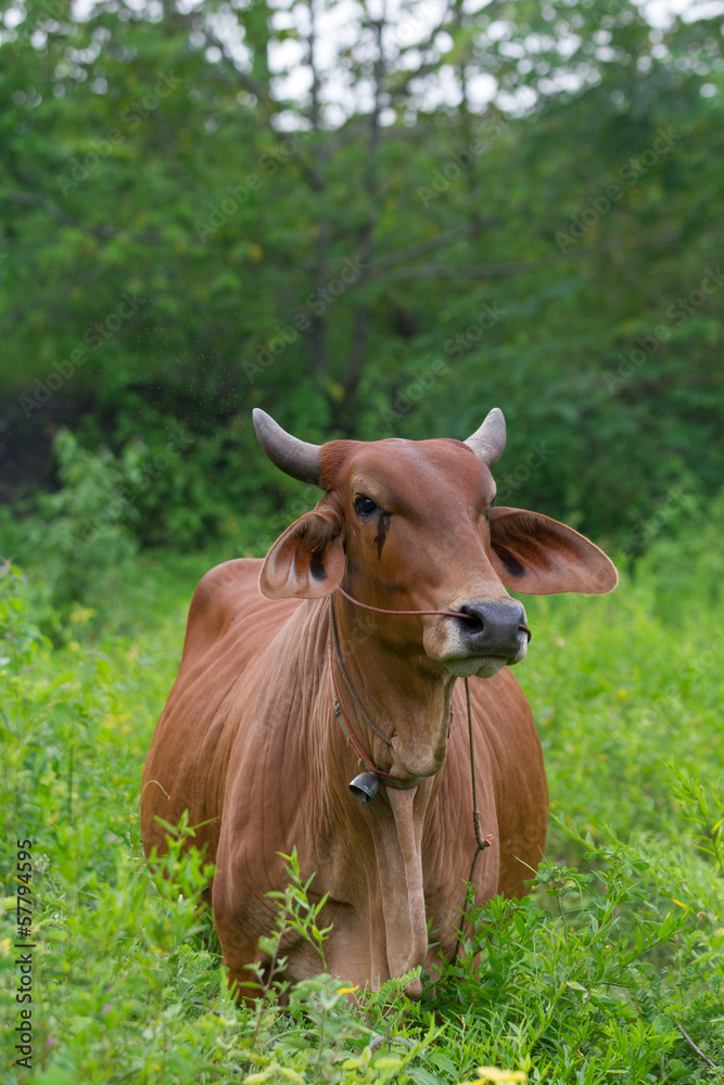 cow in the field