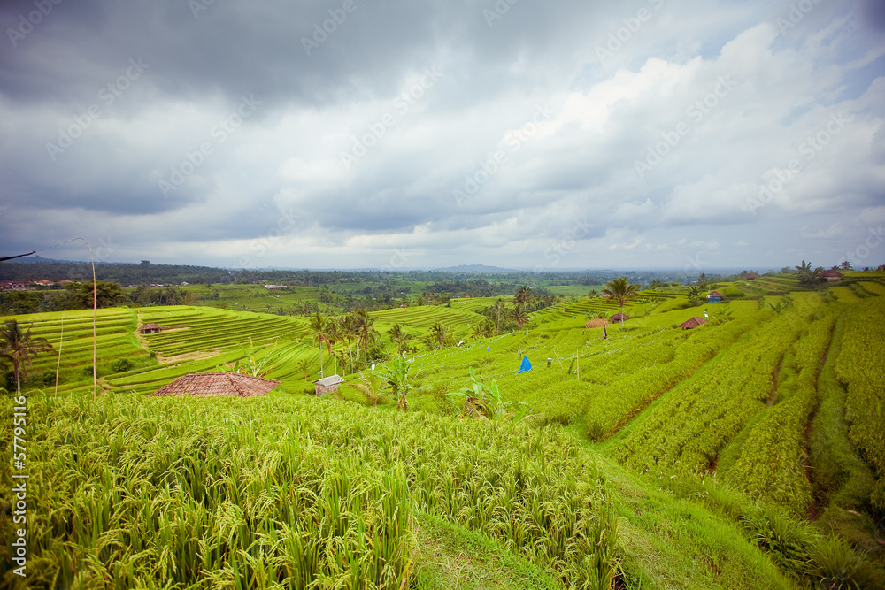 Rice Fields, Bali, Indonesia