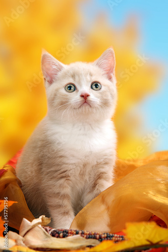 Fototapeta Naklejka Na Ścianę i Meble -  British Kurzhaar Kitten im Herbst